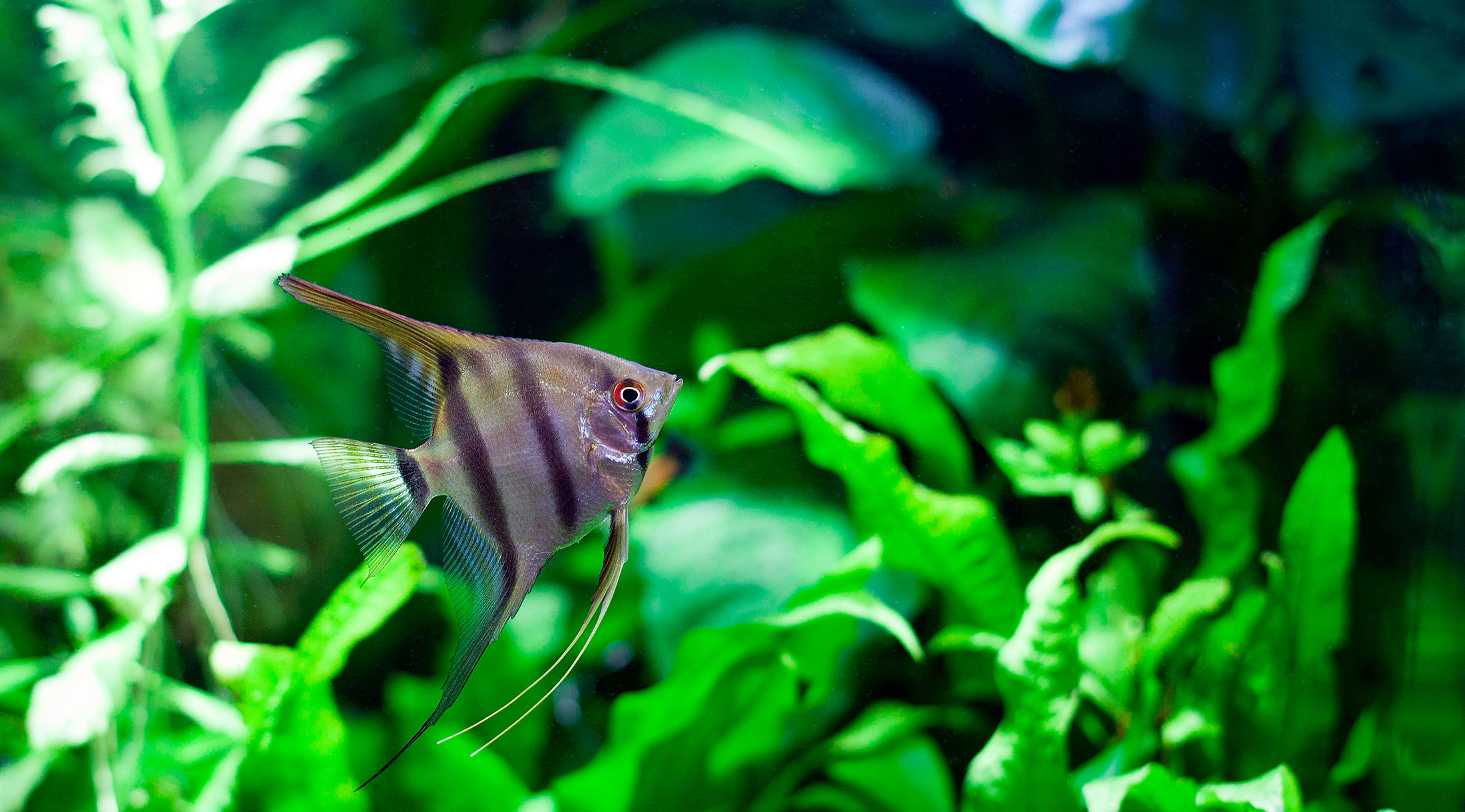 Alimentación de peces y plantas