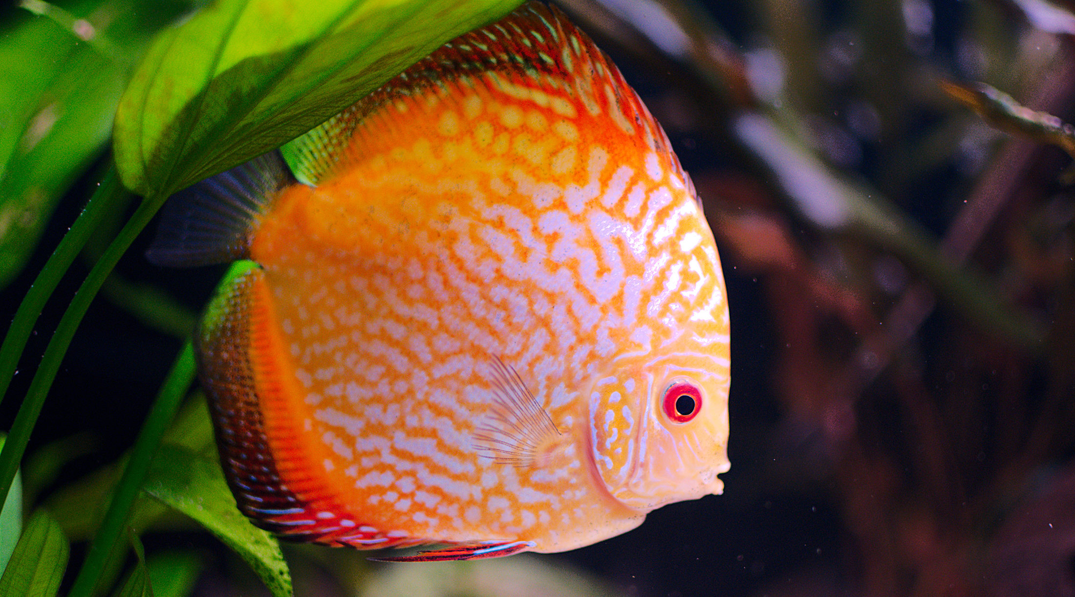 Cuidados y mantenimiento del acuario