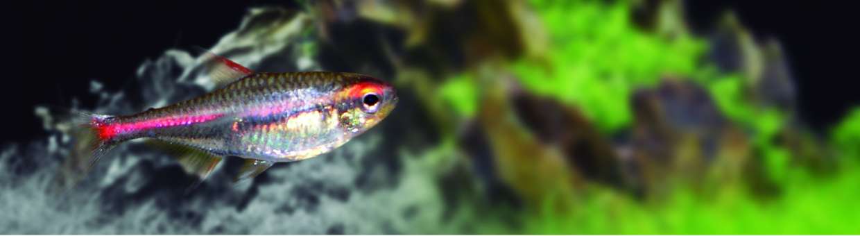 Hemigr. erythrozonus neon rose (m) 2.50 cm - Tetras - Oxyfish vente