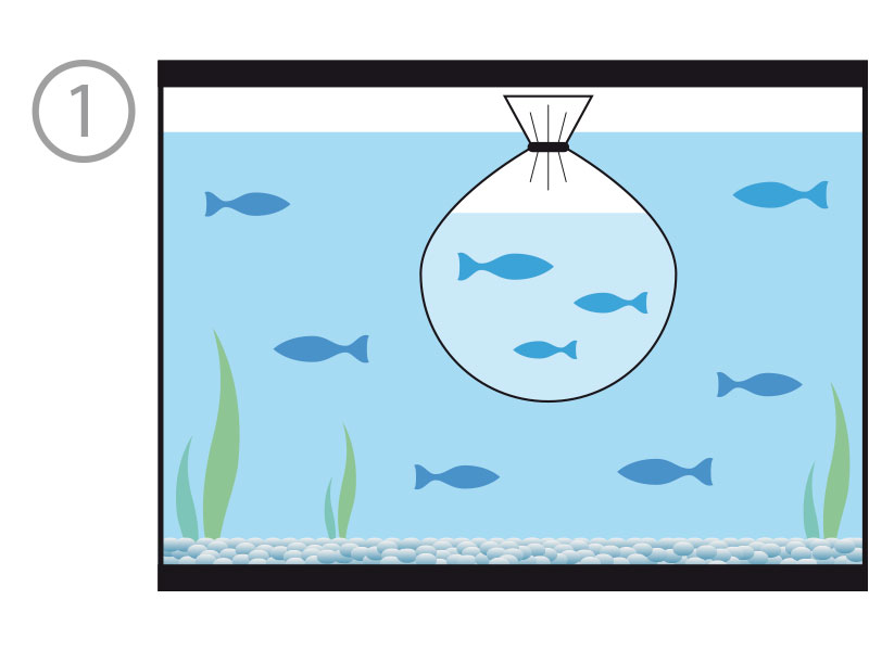 Paso 1: colocar la bolsa dentro del acuario